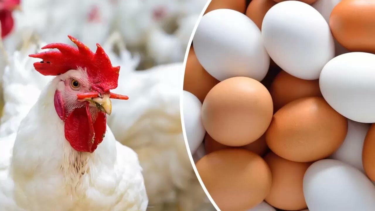 أسعار الدواجن البيضاء اليوم السبت 19-4-2025 بعد تراجعها