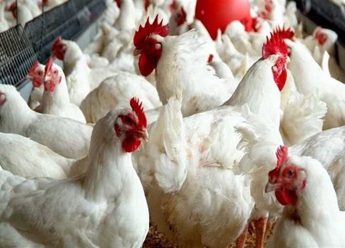 مع نهاية شهر اغسطس .. تراجع ملحوظ في اسعار الفراخ البيضاء اليوم الأحد 31 أغسطس